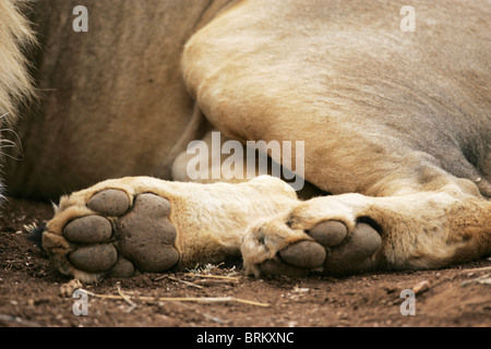 Un gros plan de pattes de lion Banque D'Images