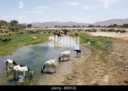 Vue panoramique d'un troupeau de chèvres et de bovins à partir d'un petit cours d'eau potable Banque D'Images
