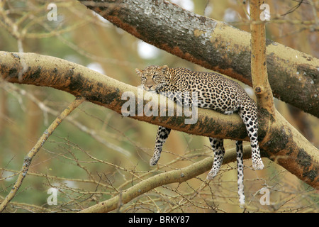 Leopard couché avec la tête sur sa patte sur une branche dans un arbre Banque D'Images