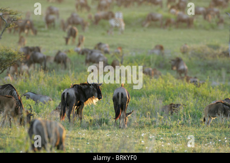 Les barbus-blanc troupeau de gnous sur les plaines le pâturage durant leur migration, Banque D'Images
