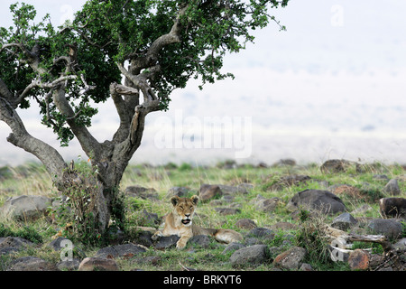 Lionne couchée sur des roches sous un arbre difforme Banque D'Images