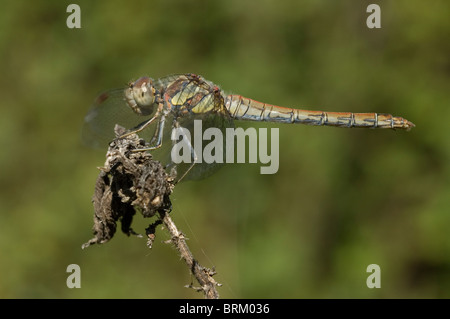 Les femelles Sympetrum striolatum (dard) Banque D'Images