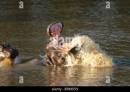 Hippo la bouche grande ouverte et de veaux dans une rivière Banque D'Images