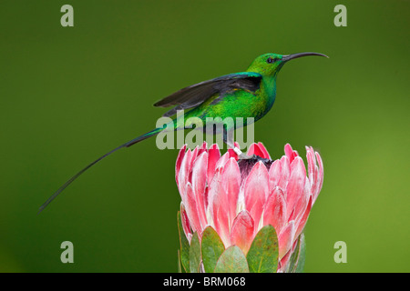 Souimanga Malachite perché sur une fleur de Protea Banque D'Images