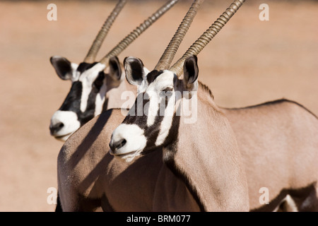 Close-up of two Oryx Banque D'Images