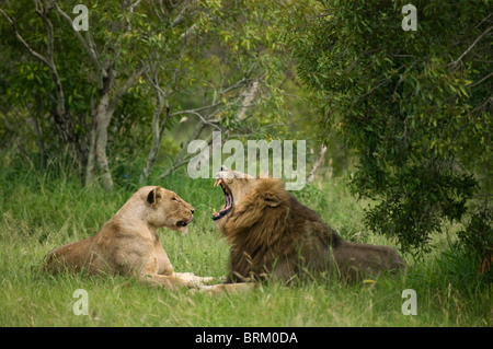 Un lion mâle de bâiller pendant que le repos d'une lionne en brousse dense Banque D'Images