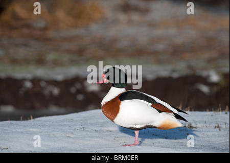 Tadorna tadorna tadorne Martin femelle simple Décembre Banque D'Images