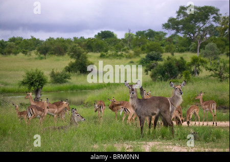 Vue panoramique d'un waterbuck et impala savane en troupeau Banque D'Images