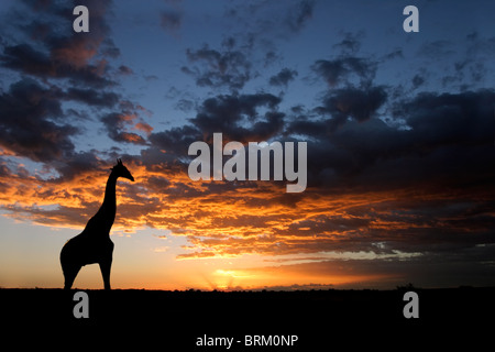 Une girafe silhouetté contre un coucher de soleil spectaculaire avec des nuages, Kgalagadi Transfrontier Park, Afrique du Sud Banque D'Images