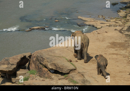 Un jeune veau éléphant suit sa mère dans la rivière Banque D'Images
