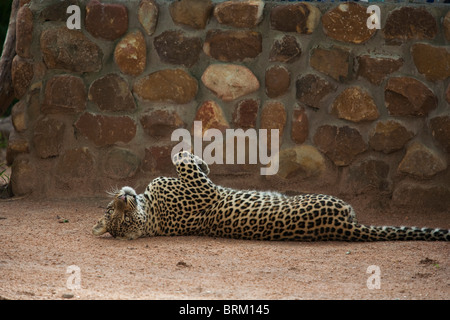 Un homme accoutumé ludique leopard allongé sur le dos contre un mur de pierre Banque D'Images