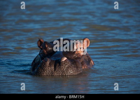 Portrait d'un hippopotame immergé dans un étang Banque D'Images