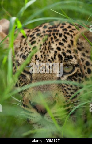 Portrait serré d'un léopard, dissimulé dans l'herbe verte luxuriante long Banque D'Images