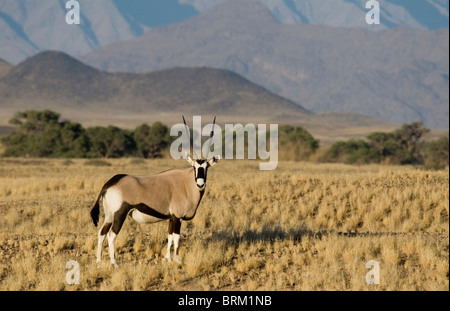Femme gemsbok (Oryx) Comité permanent sur les grandes plaines Banque D'Images