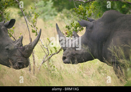 Deux rhino bull territoriale face à face Banque D'Images