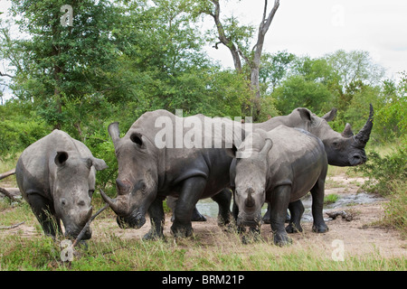 Un troupeau de rhinocéros blanc debout dans un trou d'eau près de groupe Banque D'Images