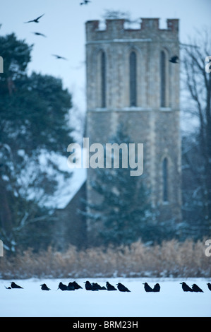 Les corbeaux freux Corvus grugilegus rassemblement à roost Buckenham ainsi que l'hiver de Norfolk Banque D'Images