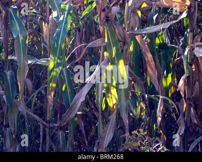 Plant de maïs en saison d'automne Banque D'Images