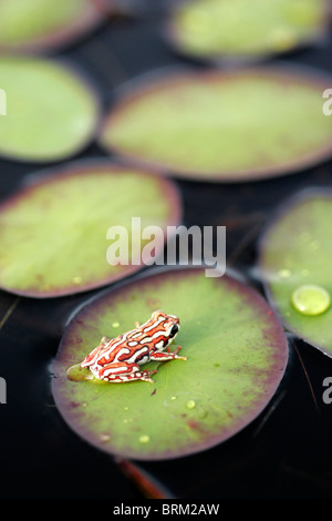 Une grenouille reed peint assis sur une feuille de nénuphar Banque D'Images