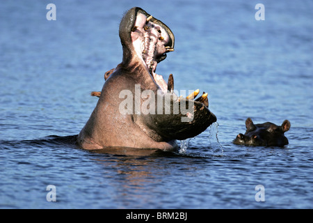 Les hippopotames de l'eau avec sa bouche grande ouverte Banque D'Images