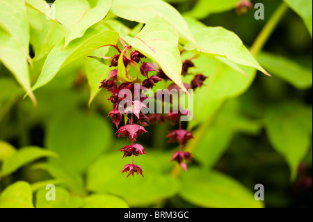 Leycesteria formosa, chèvrefeuille de l'Himalaya ou Berry Faisan Banque D'Images