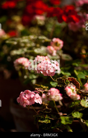 Pelargonium zonale 'Mrs 183', géraniums, de plus en plus les jardins perdus de Heligan à Cornwall, Royaume-Uni Banque D'Images