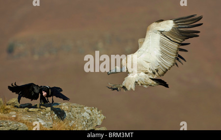 Cape vulture landing au restaurant d'un vautour comme un pied-de-Corbeau bat rapidement en retraite avec un fragment d'os Banque D'Images