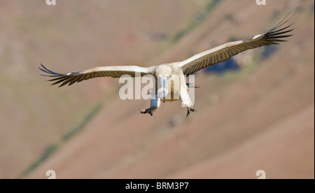 Vautour du cap en venant à la terre les pieds tendus Banque D'Images