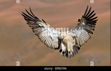 Vautour du cap en venant à la terre Banque D'Images