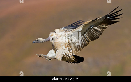 Vautour du cap en venant à la terre sur une falaise pieds tendus Banque D'Images