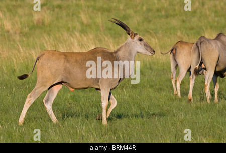 Eland bull dans une prairie ouverte Banque D'Images