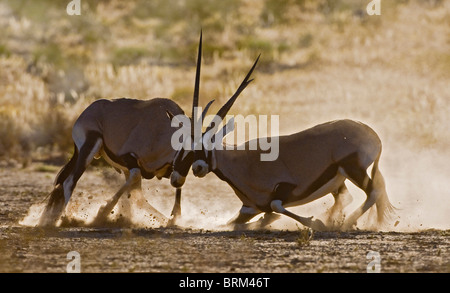 Gemsbok (Oryx) lutte contre Banque D'Images