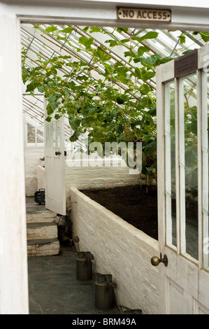 Les Melons melon poussant dans la chambre à l'Jardins perdus de Heligan à Cornwall, Royaume-Uni Banque D'Images