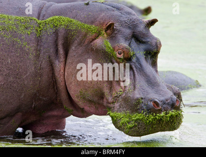 Portrait d'hippopotame avec museau couvert d'algues Banque D'Images