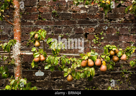 Espaliered Pear, Pyrus communis 'Beurre Hardy', à de plus en plus les jardins perdus de Heligan à Cornwall, Royaume-Uni Banque D'Images