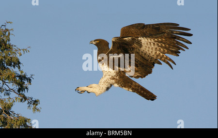 Aigle Martial prépare à terre Banque D'Images