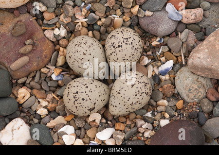 Le nid d'un Huîtrier pie (Haematopus ostralegus ) sur une plage britannique avec une couvée de 4 oeufs Banque D'Images