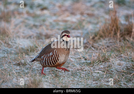 Red-legged Partridge Alectoris rufa hiver Norfolk Banque D'Images