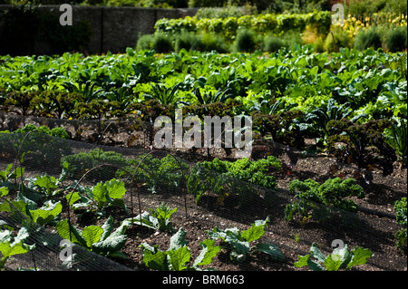 Rangées de légumes en pleine croissance au Jardins perdus de Heligan à Cornwall, Royaume-Uni Banque D'Images