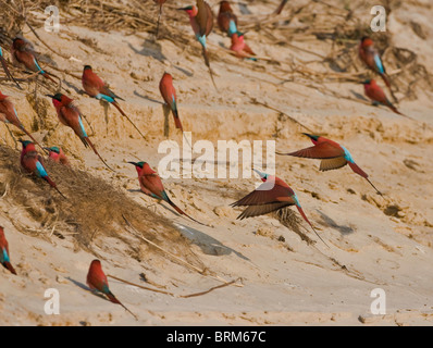 Le sud de carmine bee-eaters Banque D'Images