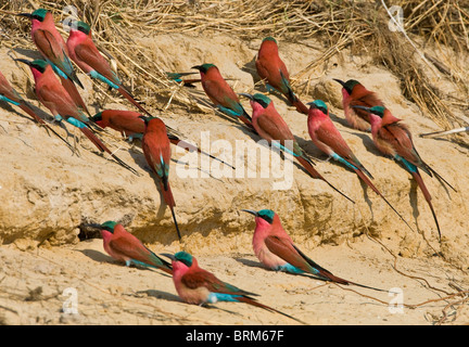 Troupeau de sud de carmine bee-eaters sur banc de vase Banque D'Images