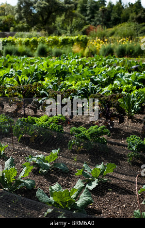 Rangées de légumes en pleine croissance au Jardins perdus de Heligan à Cornwall, Royaume-Uni Banque D'Images
