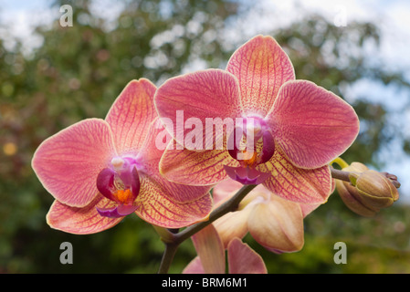 Orchidée Phalaenopsis Maria Thérèse 2 Banque D'Images