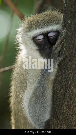 Un singe dans l'arbre du sommeil Banque D'Images