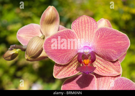 Orchidée Phalaenopsis Maria Thérèse 1 Banque D'Images