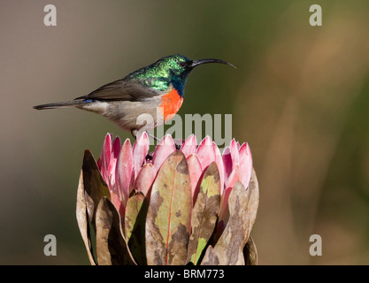 Plus mâles gobemouche sunbird perché sur un Protea Banque D'Images