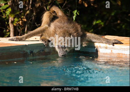 Babouin l'eau potable dans une piscine Banque D'Images