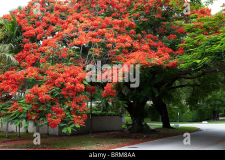 Des Caraïbes. Arbre généalogique Poinciana ou flamboyant Banque D'Images