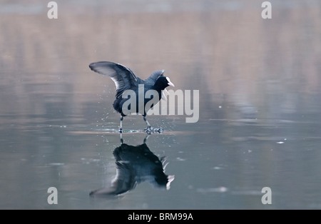 Coot Fulica atra marcher sur la glace de l'hiver de Norfolk Banque D'Images