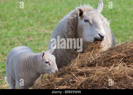 Brebis et son agneau sur pâturage ensilage Banque D'Images